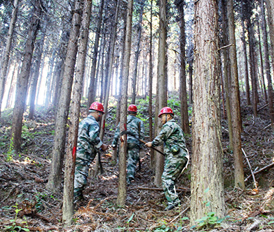 嚴把森林培育質量關，譜寫資源培育新篇章